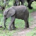 ZMB EAS SouthLuangwa 2016DEC10 KapaniLodge 038 : 2016, 2016 - African Adventures, Africa, Date, December, Eastern, Kapani Lodge, Mfuwe, Month, Places, South Luangwa, Trips, Year, Zambia